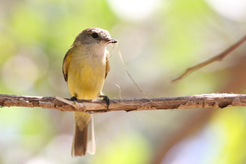 Lemon-bellied Flycatcher (Microeca flavigaster)